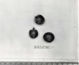 Click for 1 image(s) for this accession. FRUIT